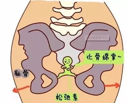 孕产教练宝典-产后为什么耻骨痛,又该如何缓解?