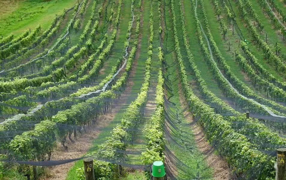 新西兰林肯大学农业园艺和葡萄栽培解析优势专业解析