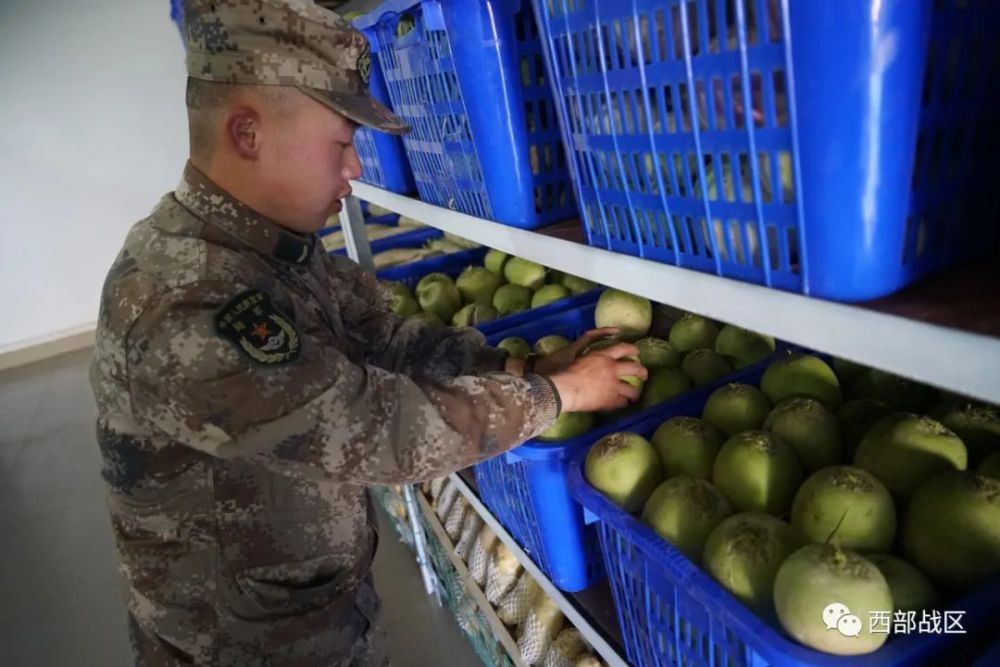 在极寒条件下 对提升部队冬储冬备能力 发挥着重要作用 看 菜窖里