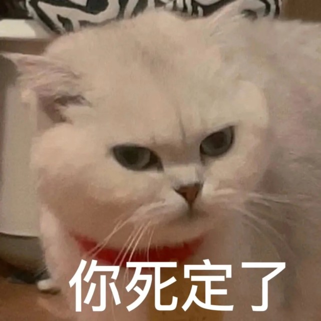 猫猫表情包|人家就想粘着你