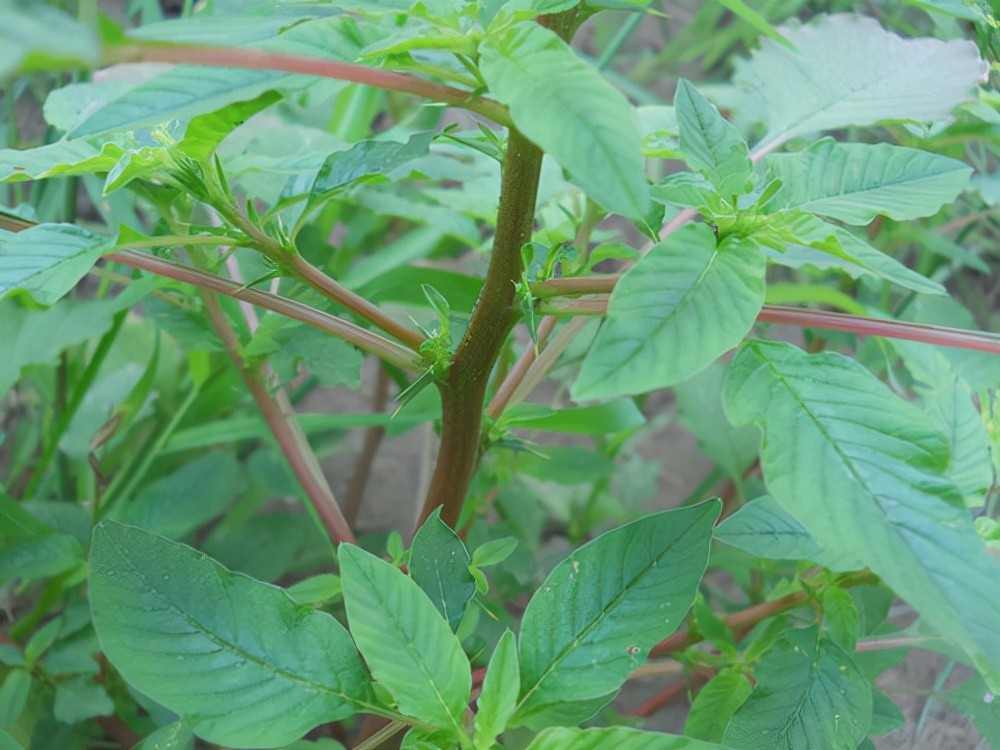 刺苋,是苋科的一年生草本植物,长得和我们菜园子里的苋菜非常的像
