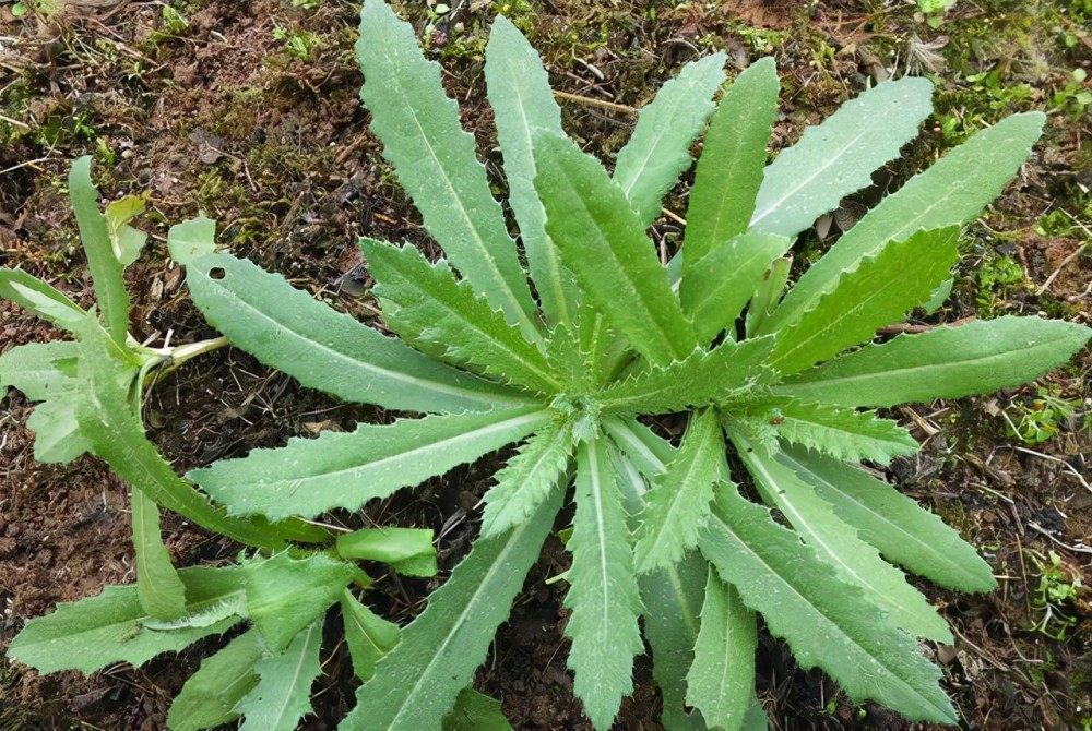 刺儿菜是小蓟草的别名,最明显的特点就是叶片