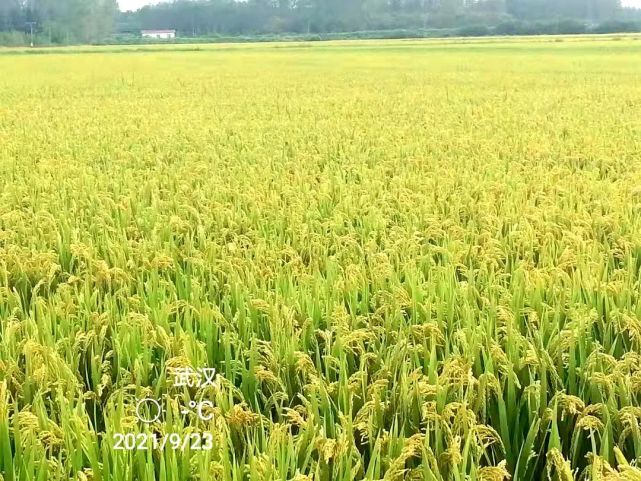 在湖北省孝感市进行示范生产,今年5月"常农粳14号"市农科所育成并