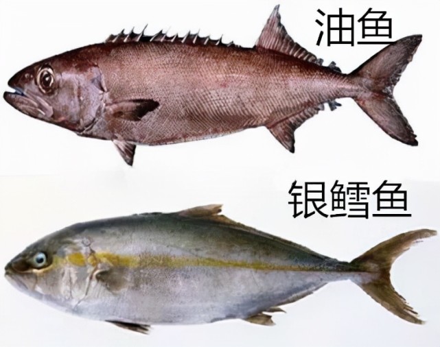 进入冬季,不管有钱没钱,这5种海鱼多给家人吃,营养丰富纯天然