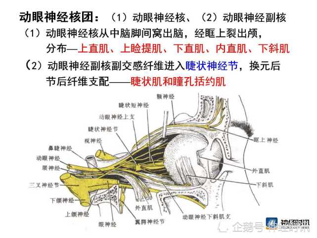 脑神经解剖图精细课件讲解