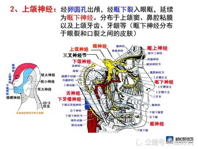 脑神经解剖图精细课件讲解