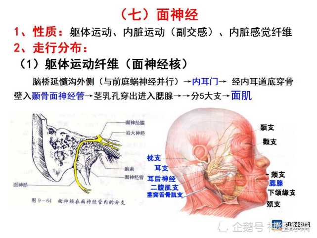 脑神经解剖图精细课件讲解