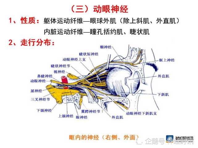 脑神经解剖图精细课件讲解