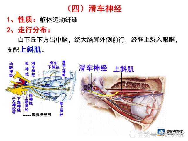 脑神经解剖图精细课件讲解