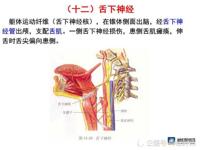 脑神经解剖图精细课件讲解