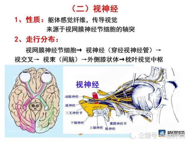 脑神经解剖图精细课件讲解