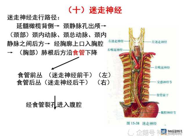 脑神经解剖图精细课件讲解