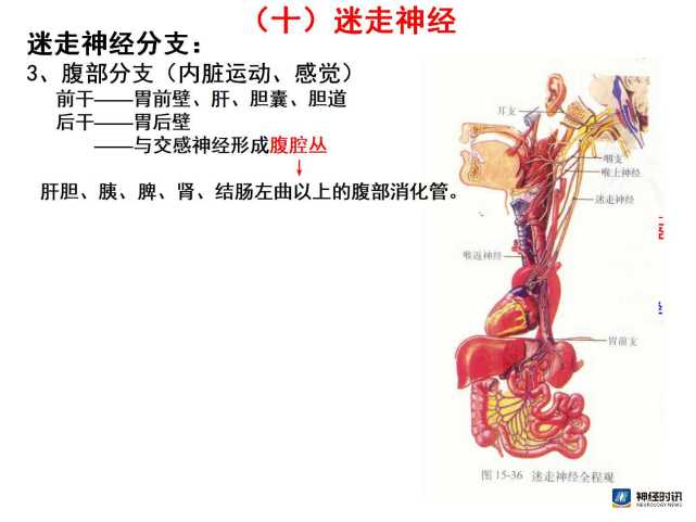 脑神经解剖图精细课件讲解