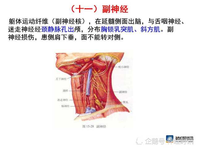 脑神经解剖图精细课件讲解