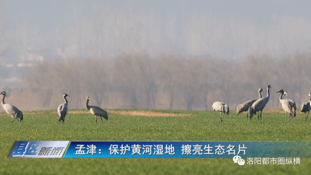 孟津保护黄河湿地擦亮生态名片