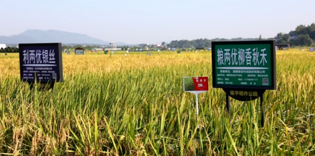 路口镇明月村的隆平稻作公园,由袁隆平院士亲笔提名冠名,占水田面积