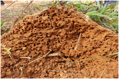 随着蚁巢内的蚁群数量不断增加,露出土面的蚁丘不断增大.