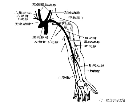 右髂总动脉胸骨角:平对主动脉弓起始部位胸锁关节:头臂干在右胸锁关节