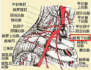 在锁骨与第1肋之间通过,到第1肋外缘处移行为腋动脉.