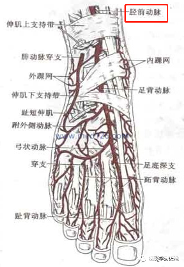 沿小腿后面伴胫神经下行,在内踝后方转入足底分为足底内,外侧动脉