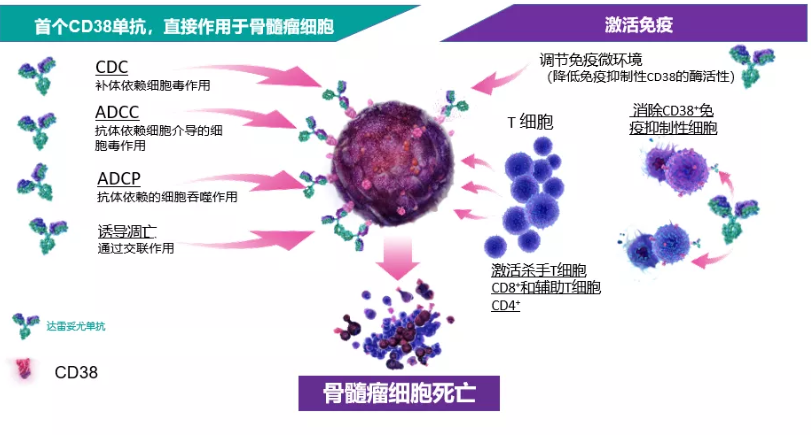 达雷妥尤单抗注射液兆珂新适应症获批为多发性骨髓瘤一线治疗再添利器