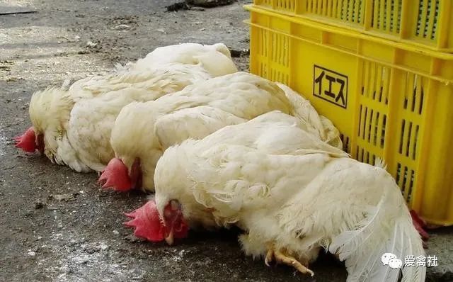 禽流感疫情再现,多国已累计数十万只家禽被扑杀