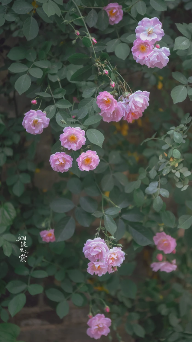 手机壁纸|蔷薇 rose