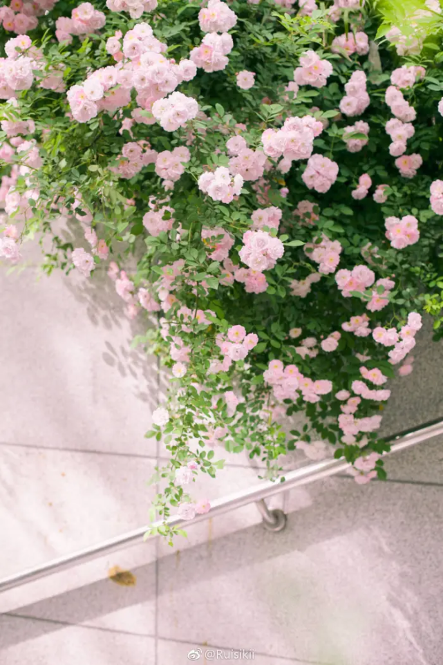 手机壁纸|蔷薇 rose