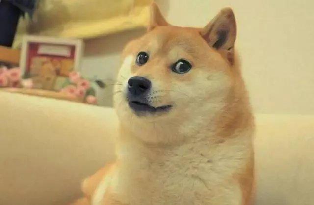 总是微笑着的柴犬