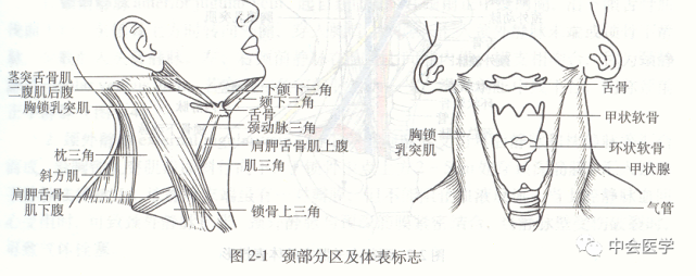 舌骨下肌群(4对): 胸骨舌骨肌,肩胛舌骨肌,胸骨甲状肌,甲状舌骨肌功能