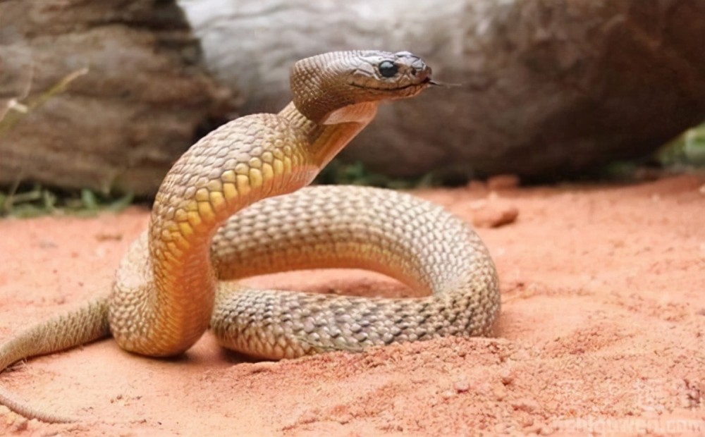 "绝命"毒蛇:世界上最毒的蛇—细鳞太攀蛇