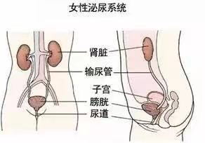 女性健康尿路感染反反复复为何受伤的总是女性