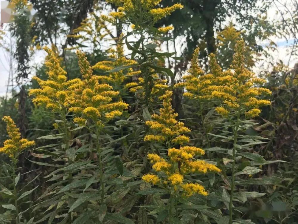 加拿大一枝黄花再现河南,危害极大的物种如何入侵?3种