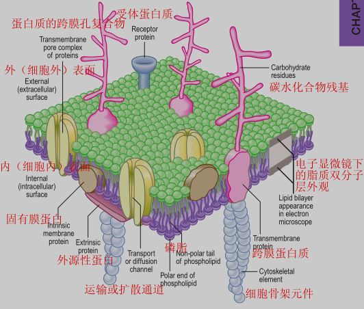 细胞膜结构细胞内部结构