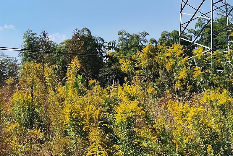 "加拿大一枝黄花"的危害