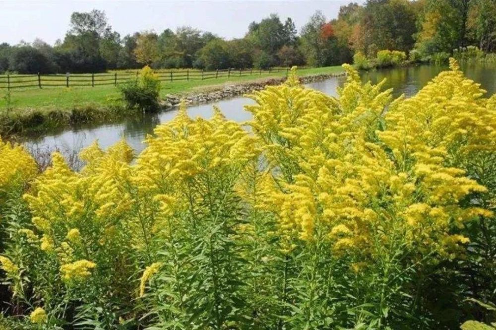 加拿大一枝黄花入侵河南,黄花一开百花谢!为何称为生态杀手?