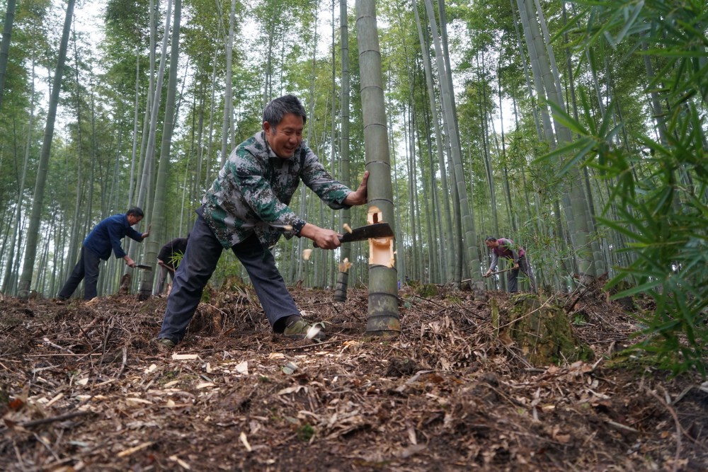 11月16日,在贵州省赤水市宝源乡回龙村,村民砍伐竹子制作装酒的竹筒.