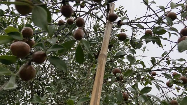 捡茶籽,寒菌