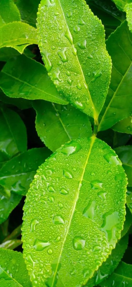 背景 壁纸 绿色 绿叶 树叶 植物 桌面 462_1000 竖版 竖屏 手机