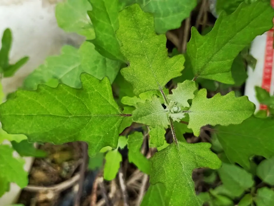 菜地里的杂草,很多都是可食用的野菜,下面这30种野菜你认识吗?