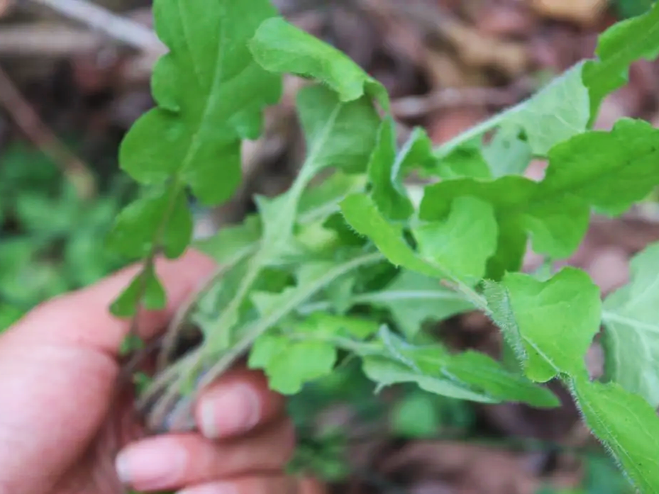 菜地里的杂草,很多都是可食用的野菜,下面这30种野菜你认识吗?