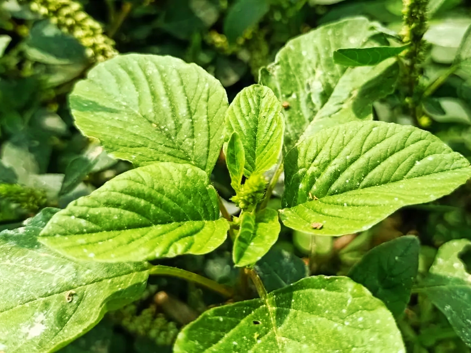 野苋菜又叫刺苋,多见于田间地头或荒野路旁,嫩茎叶可炒食,煮汤或凉拌