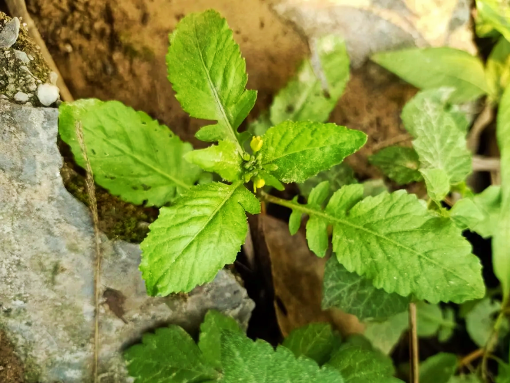 菜地里的杂草,很多都是可食用的野菜,下面这30种野菜你认识吗?