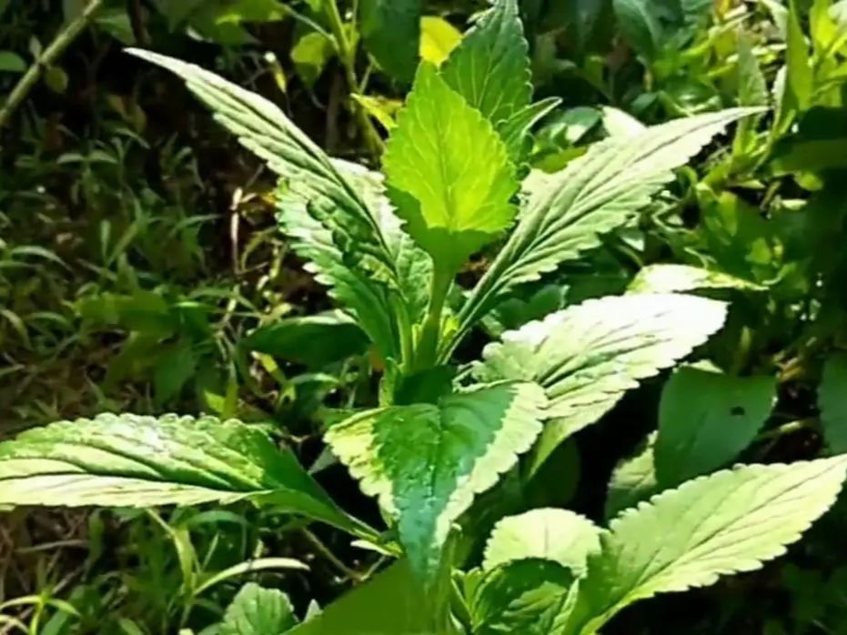 菜地里的杂草,很多都是可食用的野菜,下面这30种野菜你认识吗?