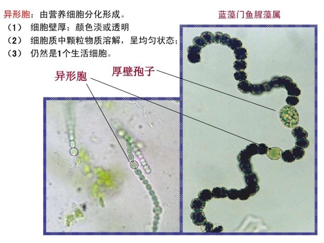 藻类神经毒素的主要成分是鱼腥藻毒素,atx,膝沟藻毒素等.