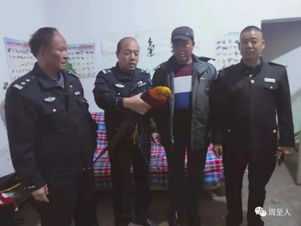 周至公安丨警民携手救助人间凤凰红腹锦鸡