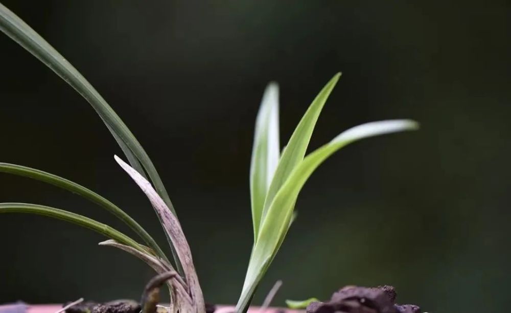 兰花叶尖常有枯黄焦黑有没有实用的技巧轻松就解决问题