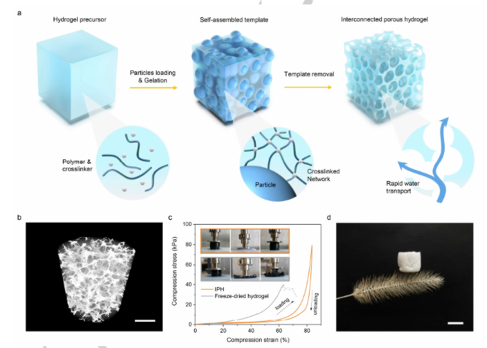 余桂华angew通过自组装模板制备高弹性互连多孔水凝胶蒸发器