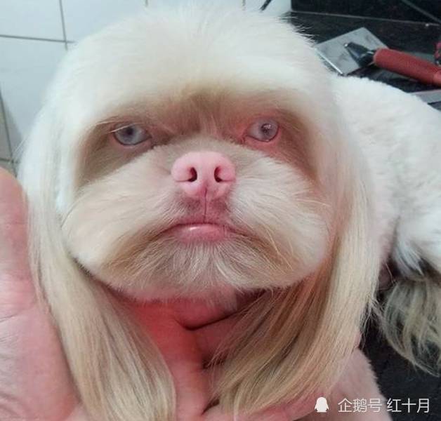 九只基因突变下的搞笑动物