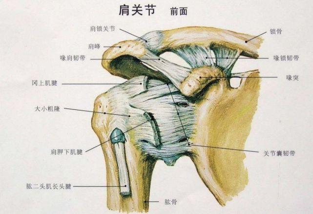 当超过120°后疼痛反而减轻或消失),x线平片显示肩峰,肱骨大结节